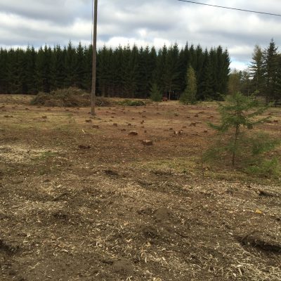 Stort jobb ca 2000 stubbar, före.