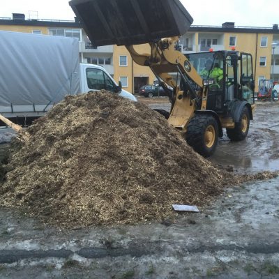 Så här mycket spån blev det av ca 60 stubbar!
