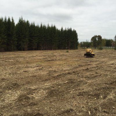 Stort jobb ca 2000 stubbar, efter.