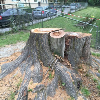 En stor stubbe med rötter vid en förskola försvann...