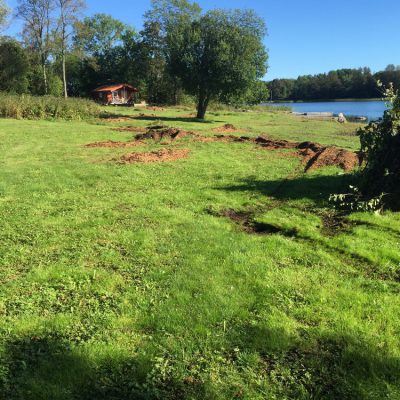 Ett 30 tal stora stubbar försvann i Roslagen.