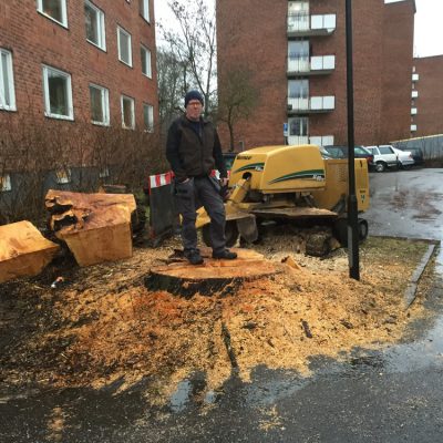 En resa till Uppsala för att fräsa ett gäng större stubbar...